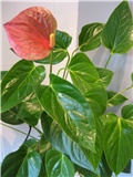 anthurium (flamingov cvijet)